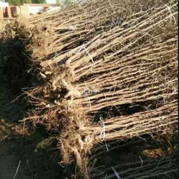 山东枣树苗基地直供小枣苗冬枣苗大枣苗规格全价格低