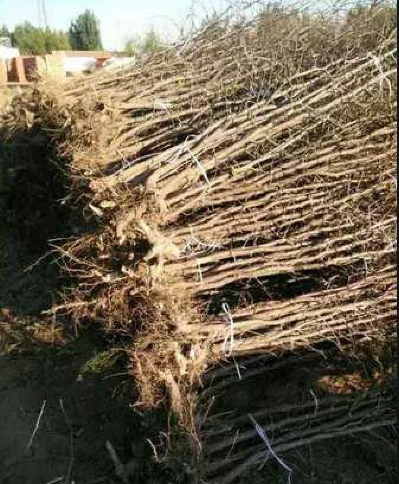 山东枣树苗基地直供小枣苗冬枣苗大枣苗规格全价格低