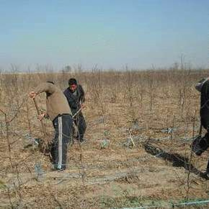山东枣树苗基地直供小枣苗冬枣苗大枣苗规格全价格低