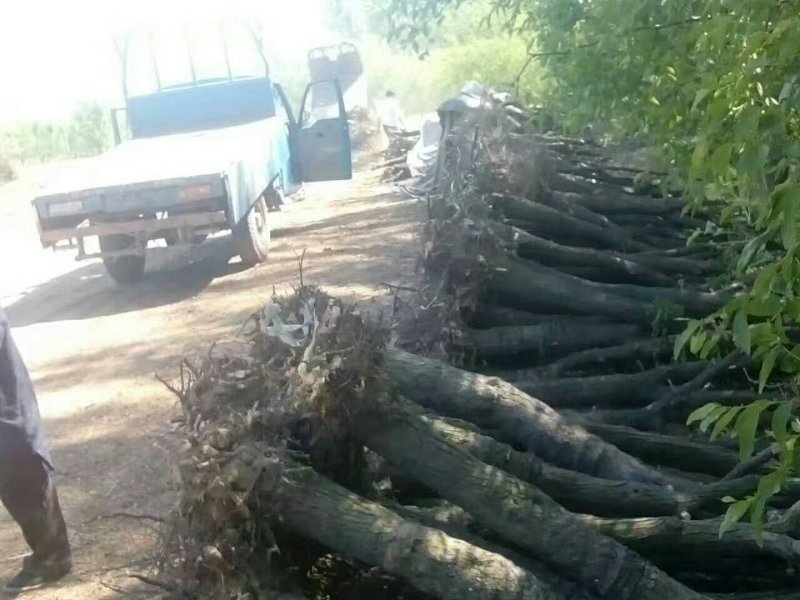 山东枣树苗基地直供小枣苗冬枣苗大枣苗规格全价格低
