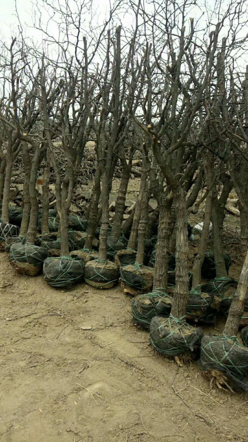 山东枣树苗基地直供小枣苗冬枣苗大枣苗规格全价格低