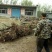 山东枣树苗基地直供小枣苗冬枣苗大枣苗规格全价格低