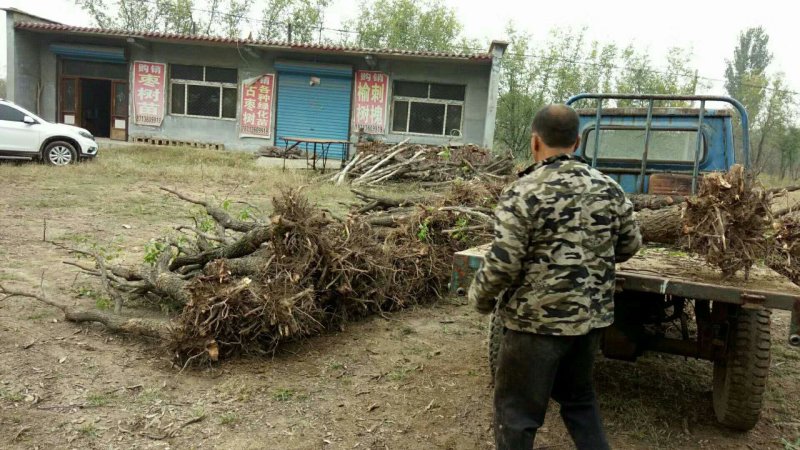 山东枣树苗基地直供小枣苗冬枣苗大枣苗规格全价格低