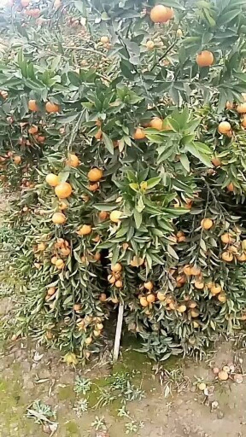 马水桔南瓜橘，有市场来电接单