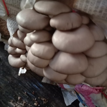 平菇，平菇菌棒出售，
