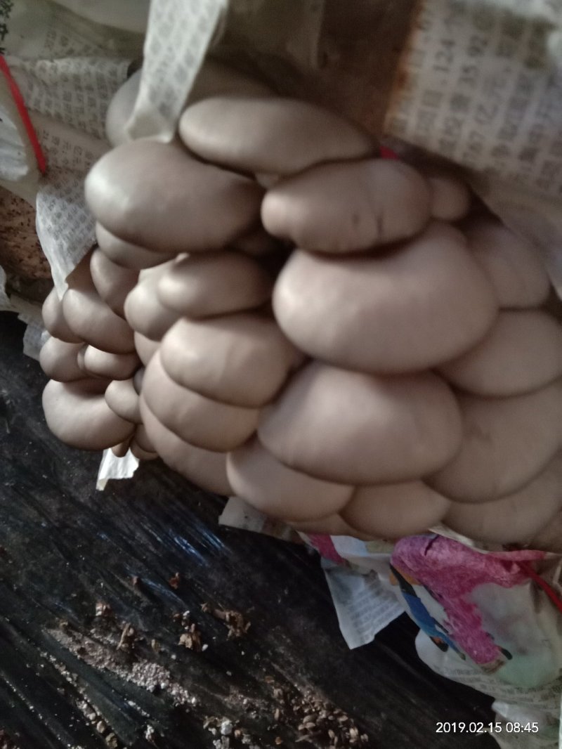 平菇，平菇菌棒出售，