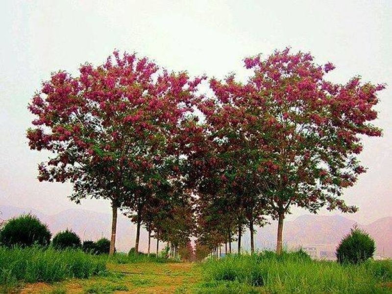 红花槐黄花槐香花槐刺槐苗圃大量供应大小规格均有量大