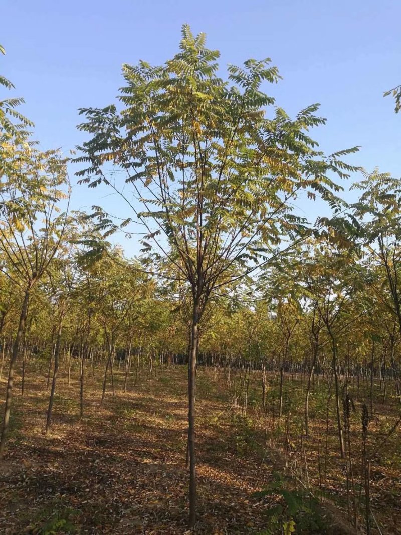 红花槐黄花槐香花槐刺槐苗圃大量供应大小规格均有量大