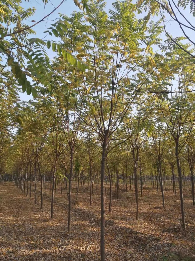 红花槐黄花槐香花槐刺槐苗圃大量供应大小规格均有量大