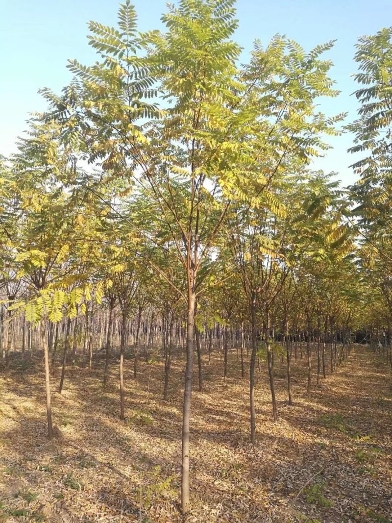 红花槐黄花槐香花槐刺槐苗圃大量供应大小规格均有量大