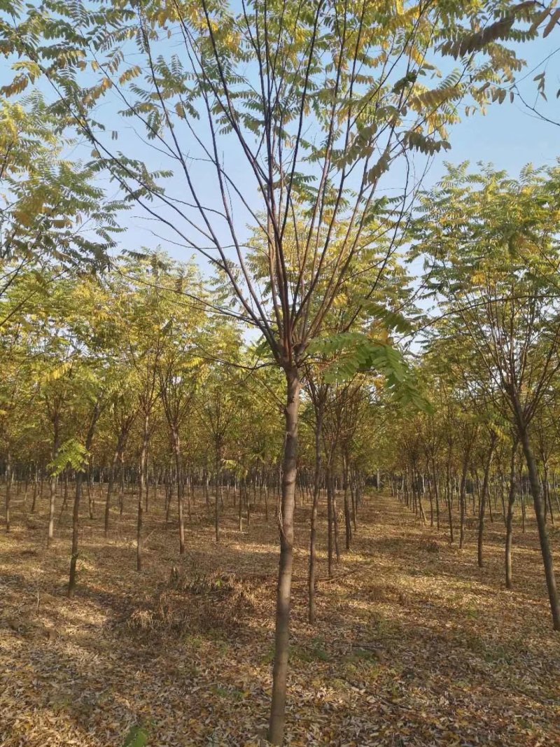 红花槐黄花槐香花槐刺槐苗圃大量供应大小规格均有量大