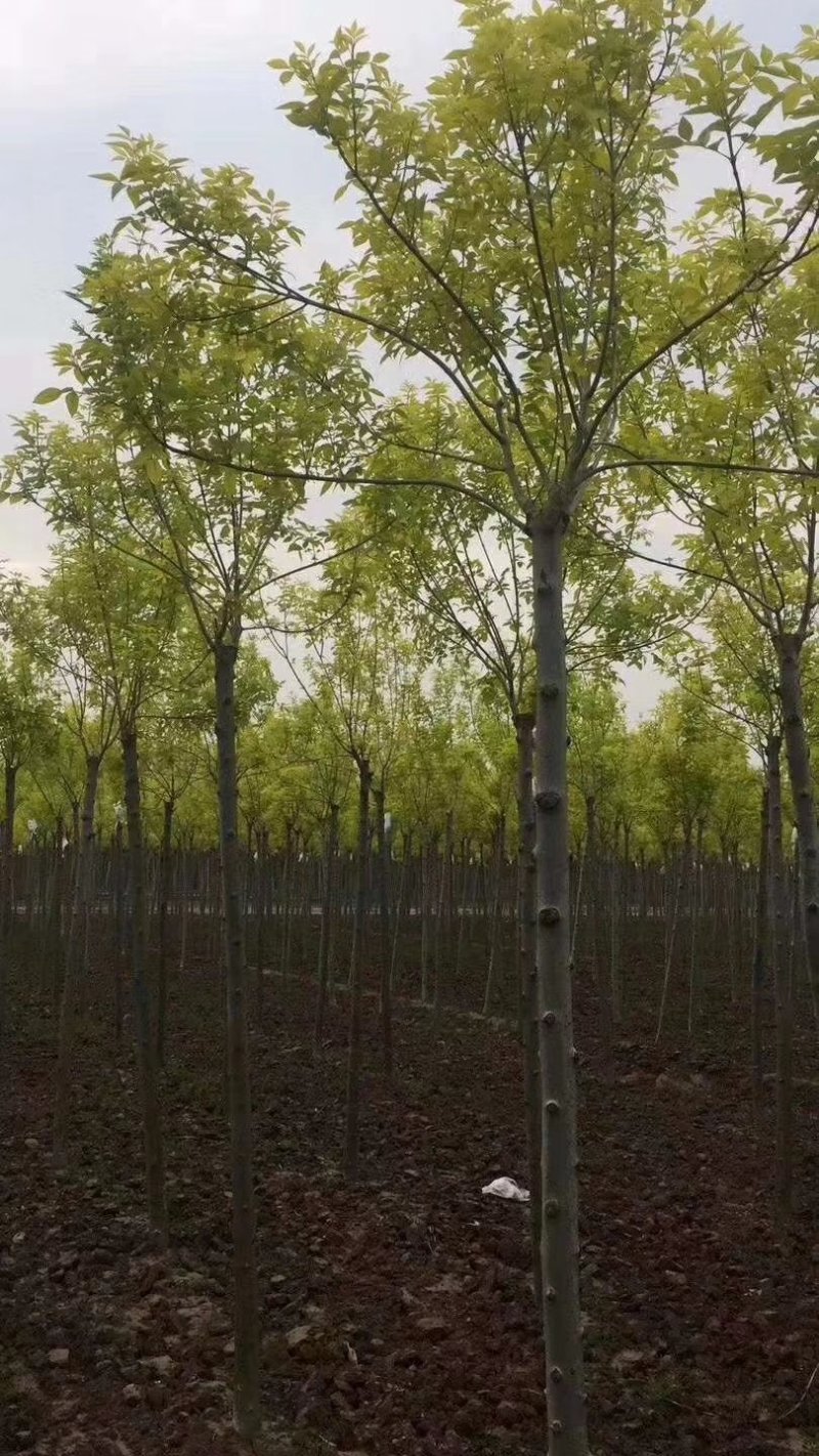 金叶白蜡速生白蜡老白蜡苗圃大量供应大小规格均有
