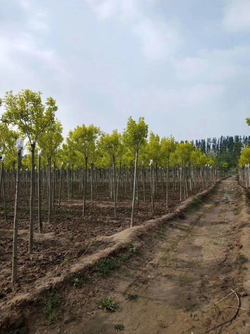金叶白蜡速生白蜡老白蜡苗圃大量供应大小规格均有