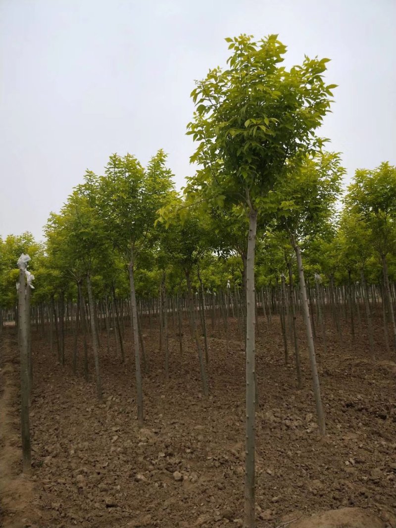 金叶白蜡速生白蜡老白蜡苗圃大量供应大小规格均有