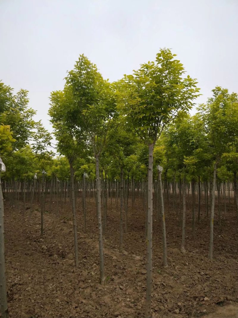 金叶白蜡速生白蜡老白蜡苗圃大量供应大小规格均有