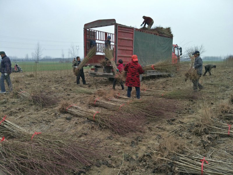 🔥🔥毛桃苗2-3公分基地批发存活率高量大从优