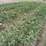 沙糖桔苗，当年种植当年结果，盆栽地栽庭院阳台种植树苗
