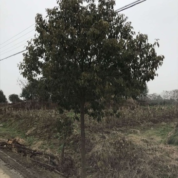香樟高压香樟四川香樟高枝压条繁殖原生截杆发冒均有