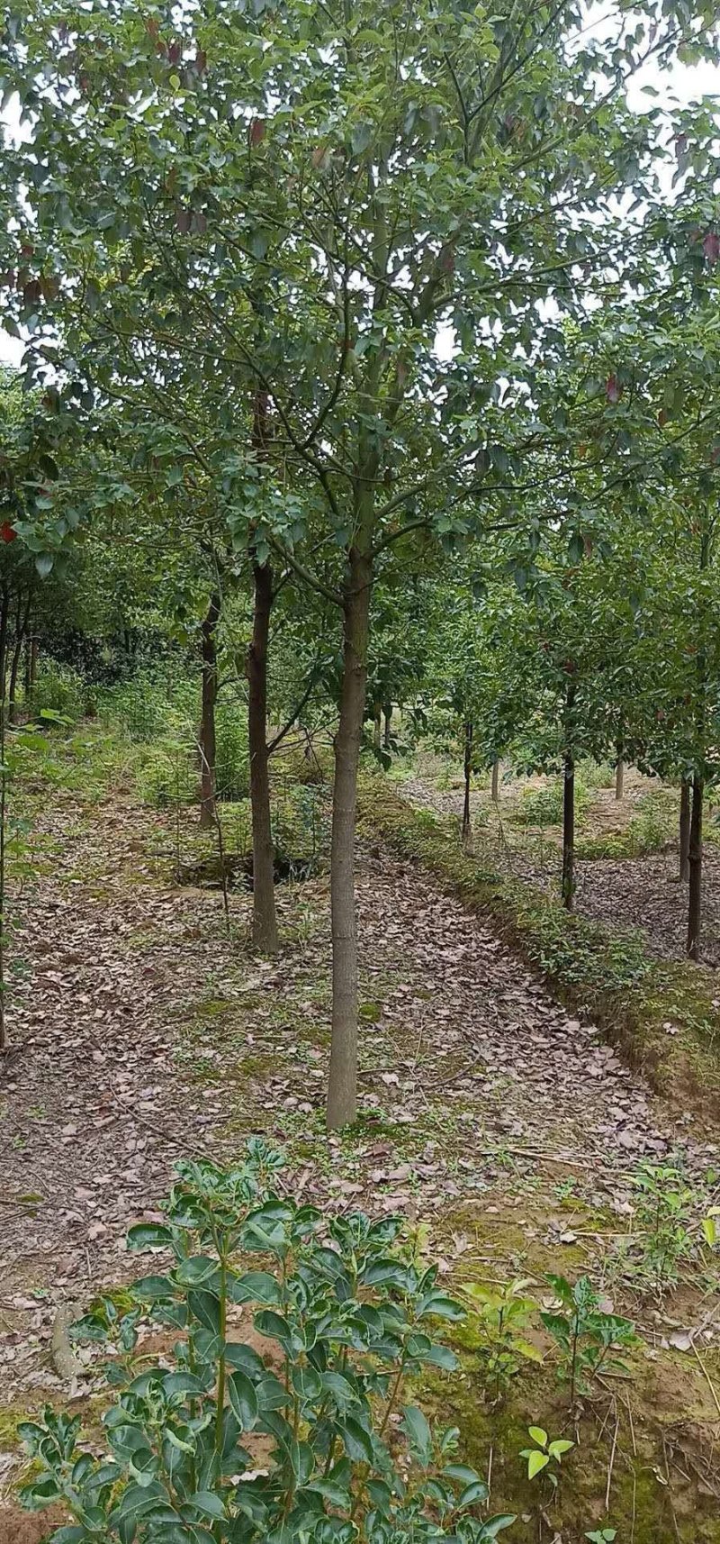 香樟高压香樟四川香樟高枝压条繁殖原生截杆发冒均有