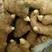 姜种小黄姜种，面向全国批发，发货，货源多，