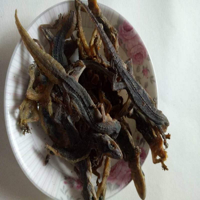 壁虎