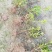 移栽杜鹃小苗