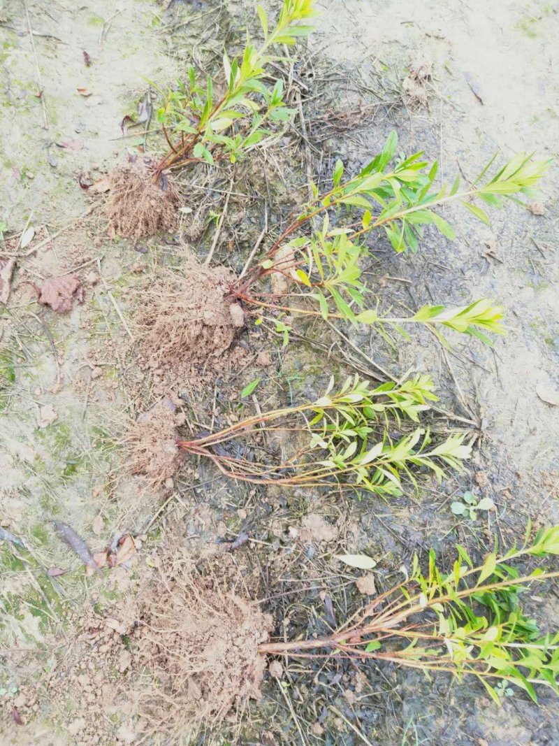 移栽杜鹃小苗