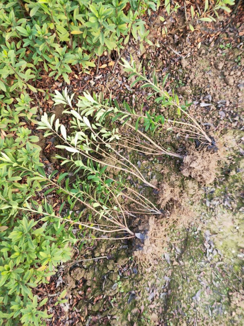 移栽杜鹃小苗