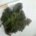 小苦菜5~10厘米