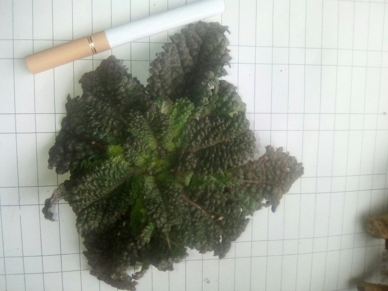 小苦菜5~10厘米
