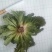小苦菜5~10厘米