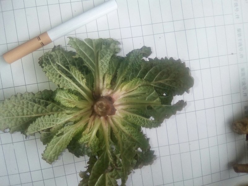 小苦菜5~10厘米