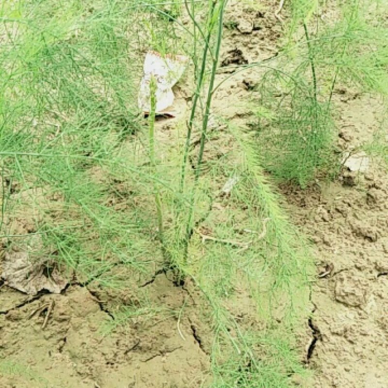 紫绿白色芦笋苗种根四季种植蔬菜花卉绿植阳台盆栽多面生大田