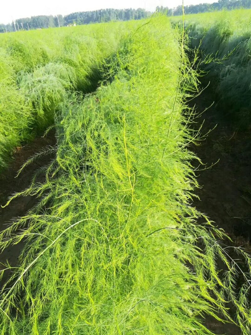 紫绿白色芦笋苗种根四季种植蔬菜花卉绿植阳台盆栽多面生大田