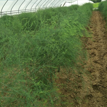 批发一件代发绿白色芦笋苗种根四季种植蔬菜花卉绿植阳台盆