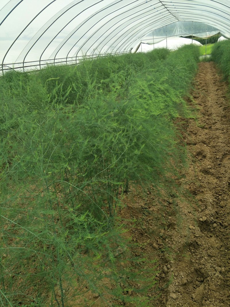 紫绿白色芦笋苗种根四季种植蔬菜花卉绿植阳台盆栽多面生大田