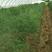 紫色芦笋苗种根四季种植蔬菜花卉绿植阳台盆栽50穴育苗盘苗