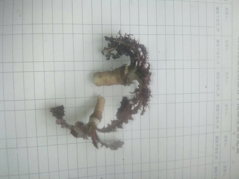 癞蛤蟆草