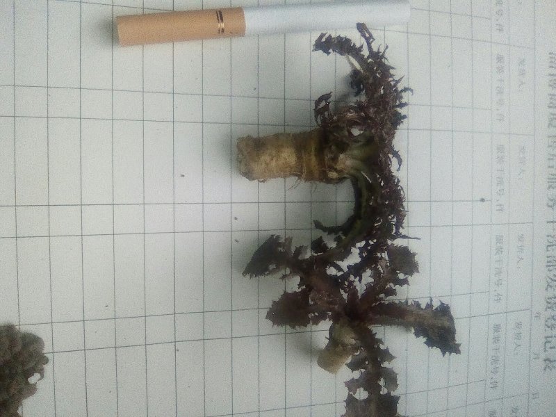 癞蛤蟆草