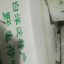 廋身减肥荷叶尖抄食，