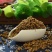 胎菊