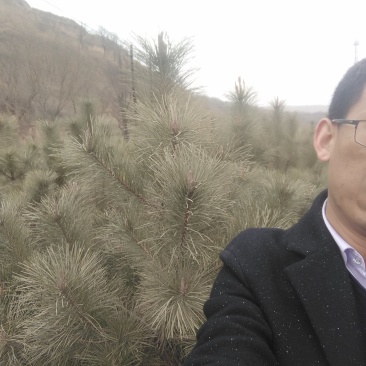低价出售油松