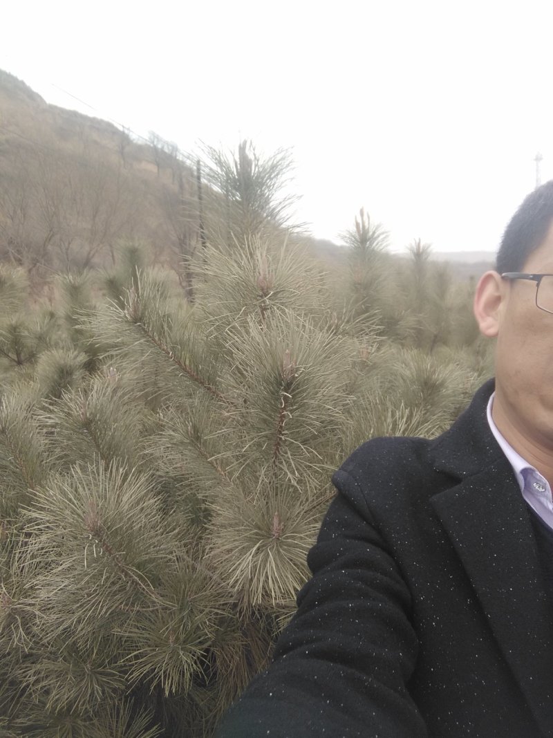 低价出售油松