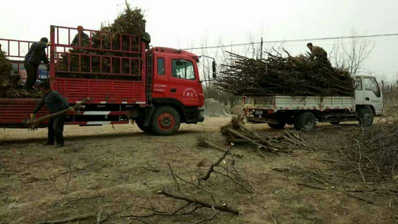 山东冬枣苗小枣苗枣树苗基地实力供应商提供技术栽培