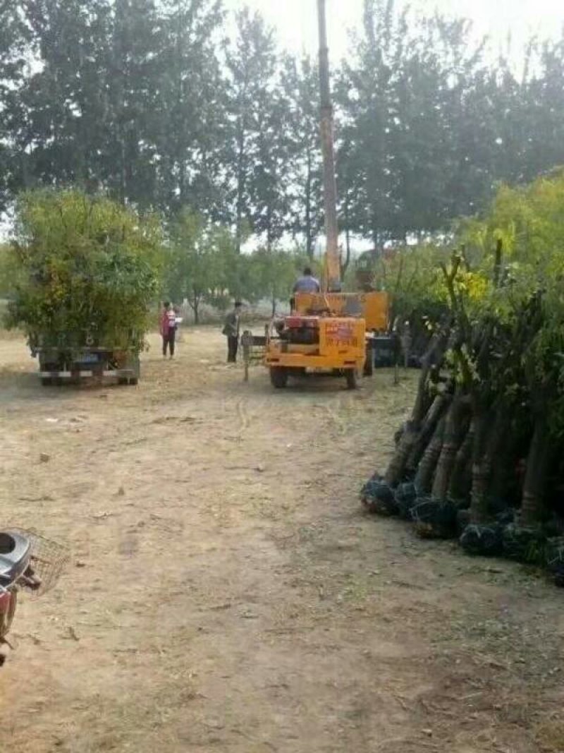 山东冬枣苗小枣苗枣树苗基地实力供应商提供技术栽培