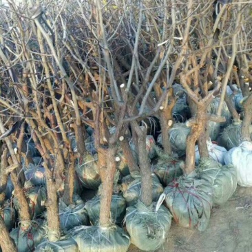山东冬枣苗小枣苗枣树苗基地实力供应商提供技术栽培