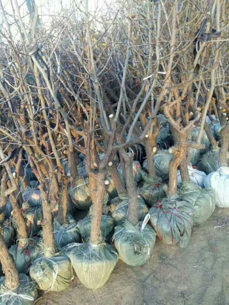 山东冬枣苗小枣苗枣树苗基地实力供应商提供技术栽培
