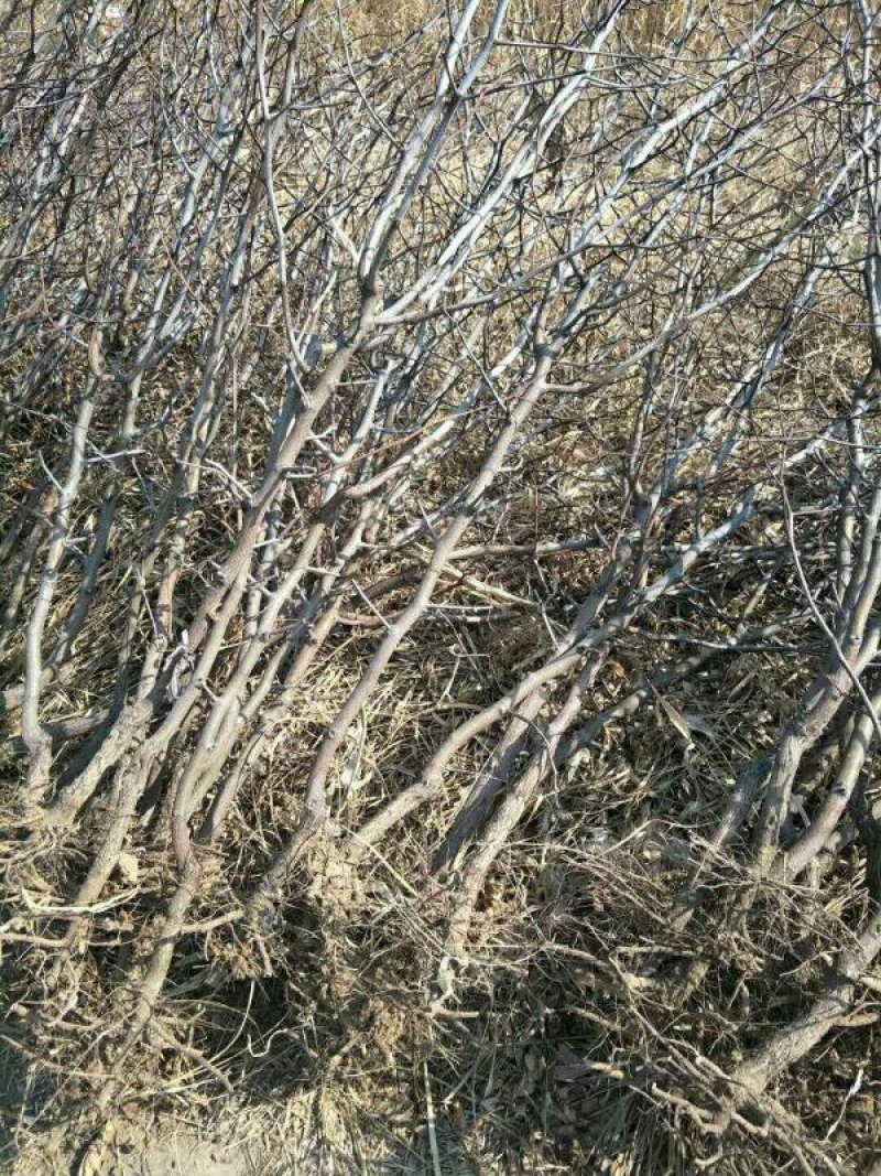 山东冬枣苗小枣苗枣树苗基地实力供应商提供技术栽培
