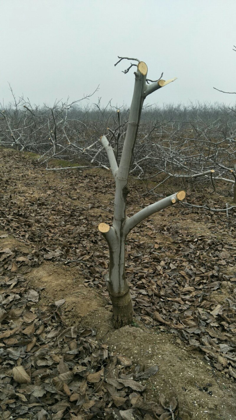 出售各种规格5-20公分核桃树