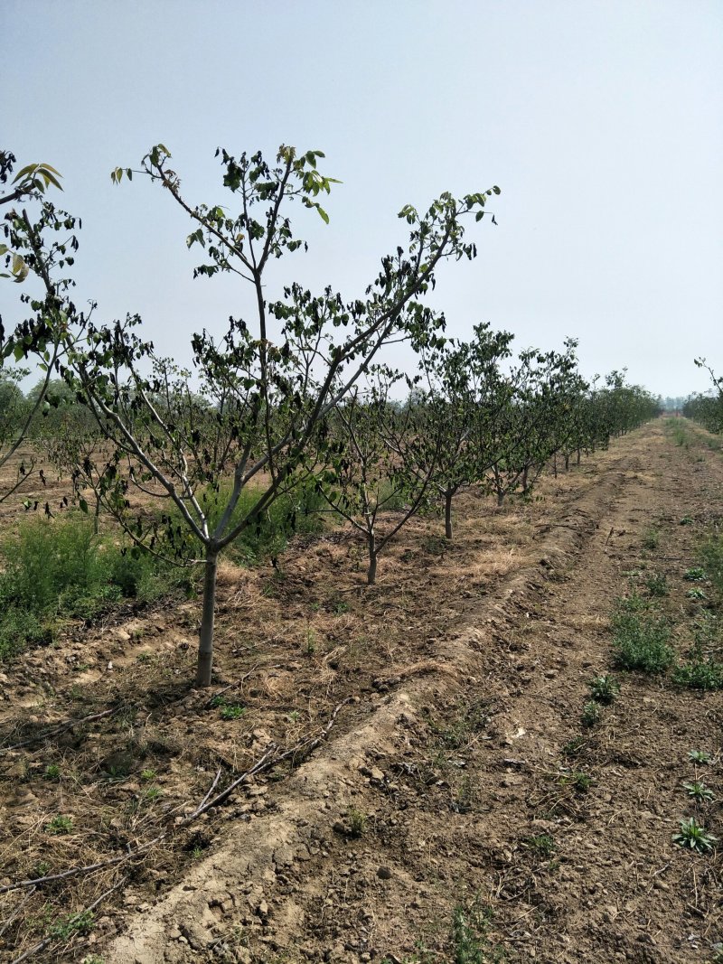 出售各种规格5-20公分核桃树